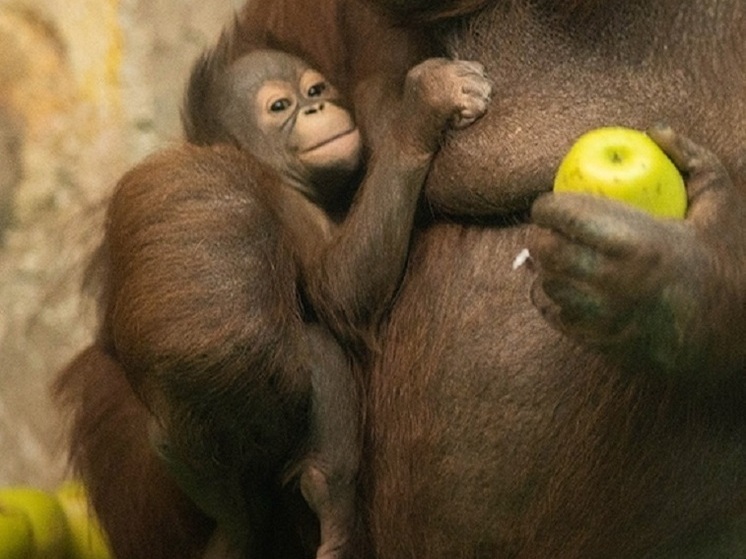 До 4 ноября жители Новосибирска могут выбрать имя для детёныша орангутанов