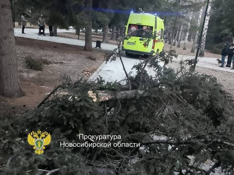 Бастрыкин взялся за эпизод с падением дерева на пенсионеров в Новосибирске