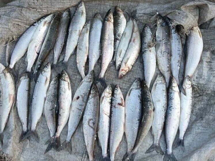 Вылов долгое время запрещен, а ситуация не очень-то изменилась