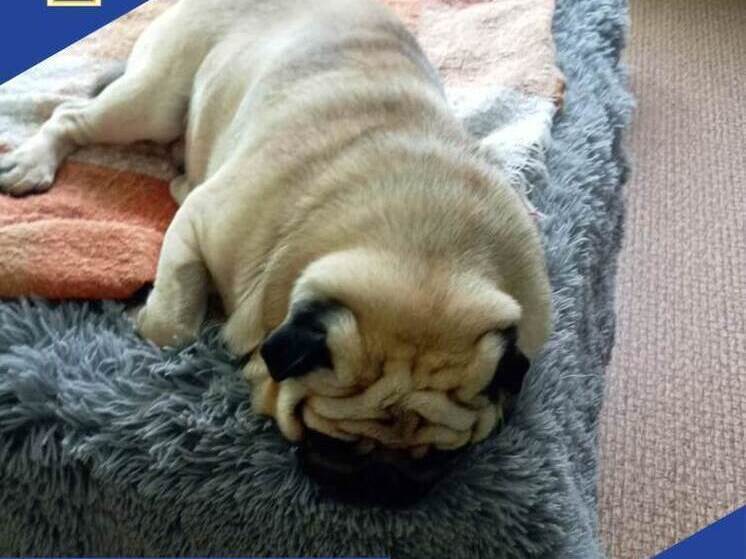 Калужские ветеринары вернули к жизни мопса