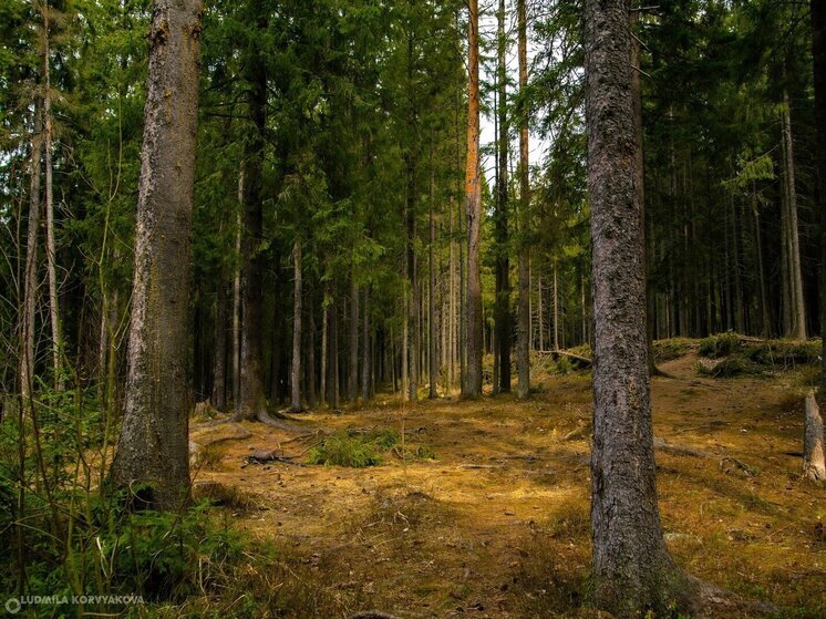 В районе Карелии зафиксирована незаконная вырубка леса