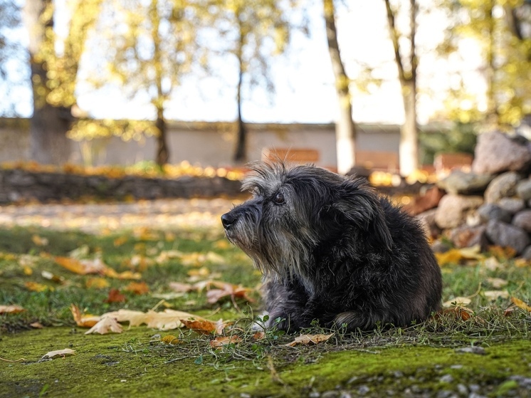 Экскурсия по Спасо-Преображенскому собору Мирожского монастыря ждет всех желающих 3 и 4 ноября