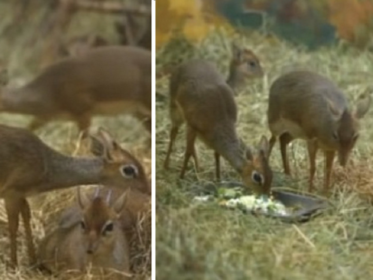 В Новосибирском зоопарке появились на свет две малышки у дикдиков