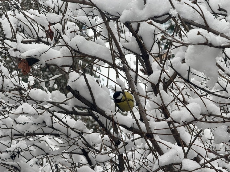 Вильфанд прогнозирует похолодание в Новосибирске в первой декаде ноября
