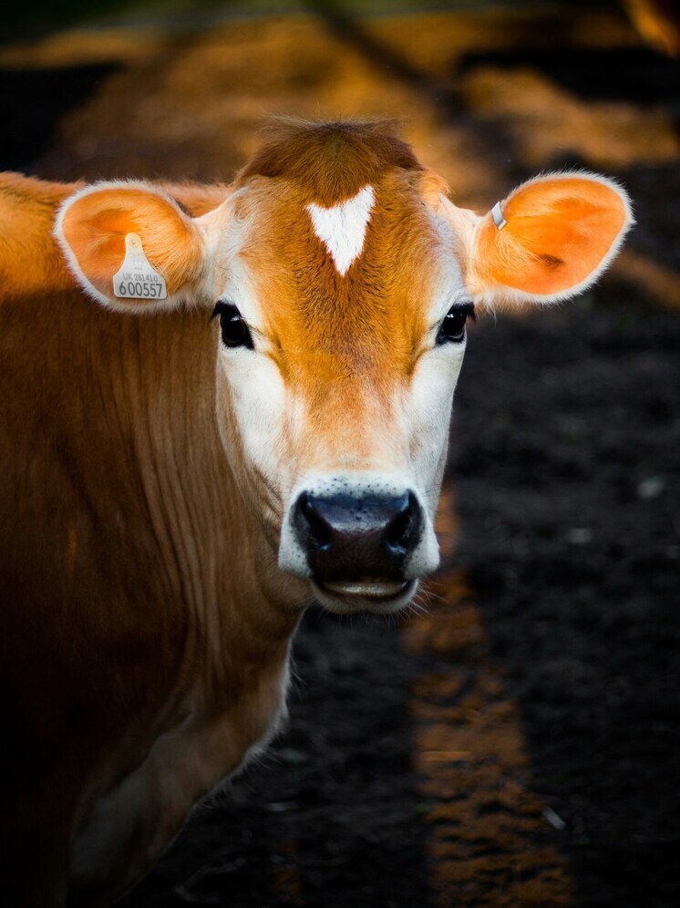 В шести районах Бурятии введён режим повышенной готовности из-за угрозы пастереллёза
