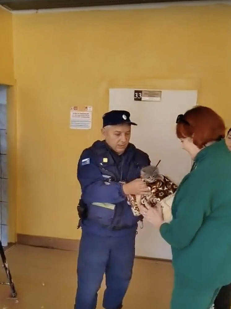 В астраханской школе разобрали стену, чтобы спасти котёнка