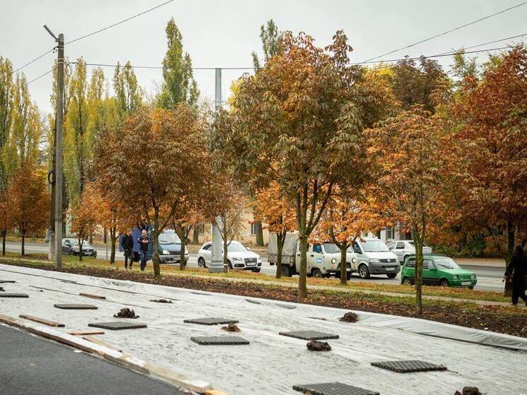 В Курске на улице Сумской вместо аварийных деревьев высадят каштаны