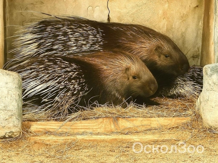 В Старооскольском зоопарке родился дикобраз
