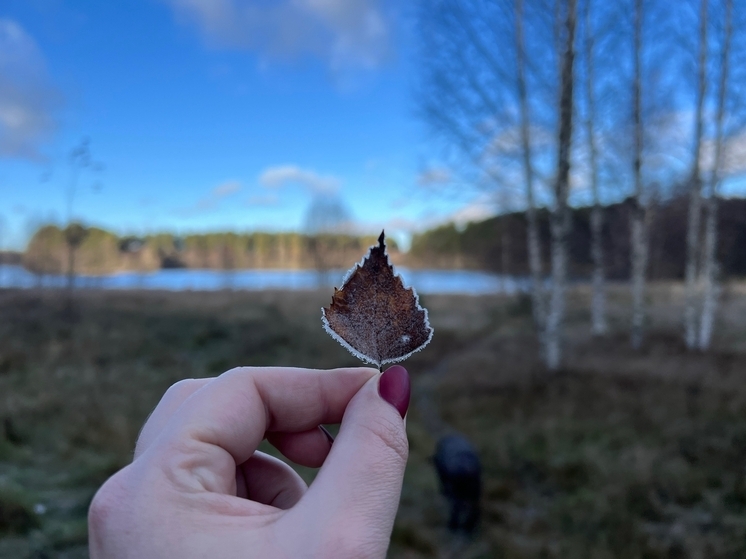 Синоптики рассказали, когда ждать осенних заморозков в Тверской области