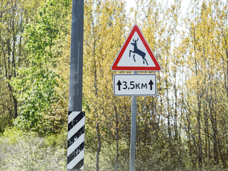 ГИБДД Псковской области предупреждает: дикие животные представляют серьезную угрозу на дорогах