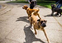 Собака – это не только друг человека, но и защита, нападение, грозное оружие