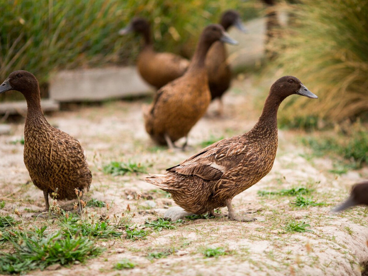 Липецк на страже здоровья: почти 2000 птиц успешно вакцинированы от гриппа