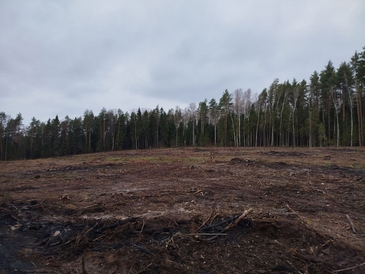 В Гороховце арендатор леса нарушил правила пожарной безопасности