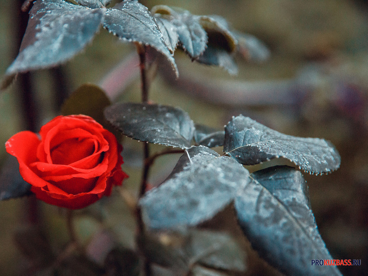 Праздничный вторник в Кузбассе принесет заморозки мокрый снег и туманы
