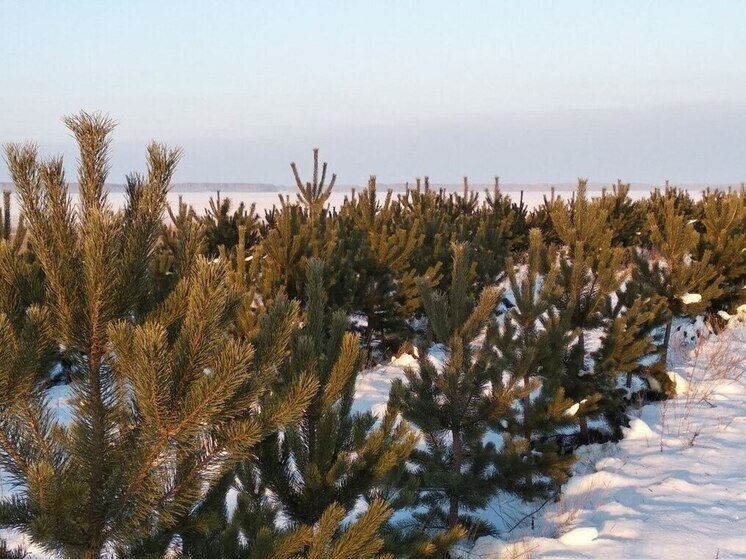В Алтайском крае усилили охрану елок перед новогодними праздниками