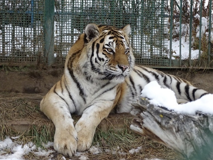 Изменение режима работы якутского зоопарка «Орто дойду»