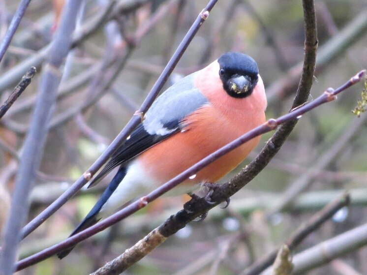 В Железногорском районе заметили первых снегирей