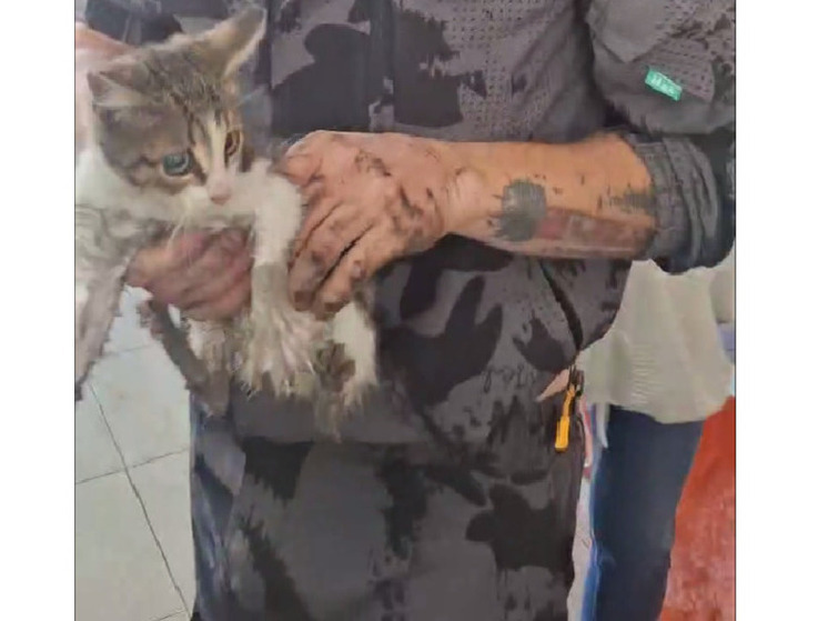 Новороссийские спасатели достали котёнка из-под машины