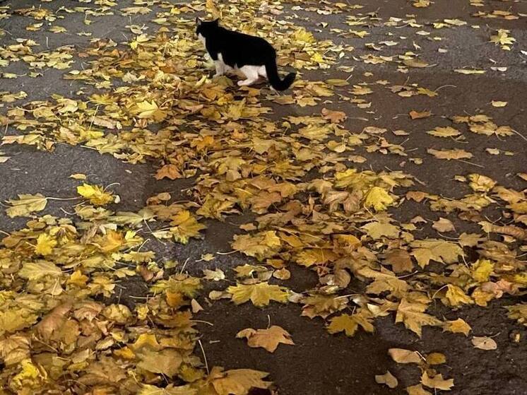 В Зеленоградске прошел общегородской субботник