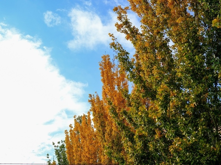 Жители Астрахани вынуждены самостоятельно проводить опиловку деревьев