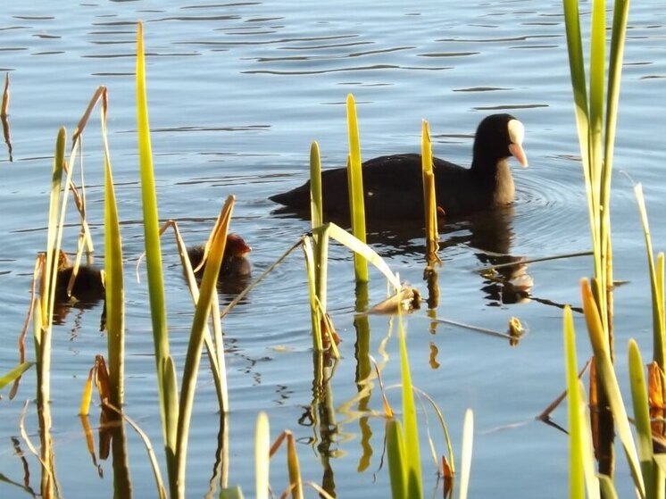Калининградская область вновь стала самым активным орнитологическим регионом России