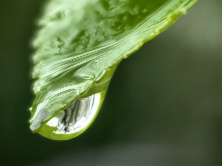 Калининградский слет эковолонтеров «Экосила» стал лучшим экопроектом России