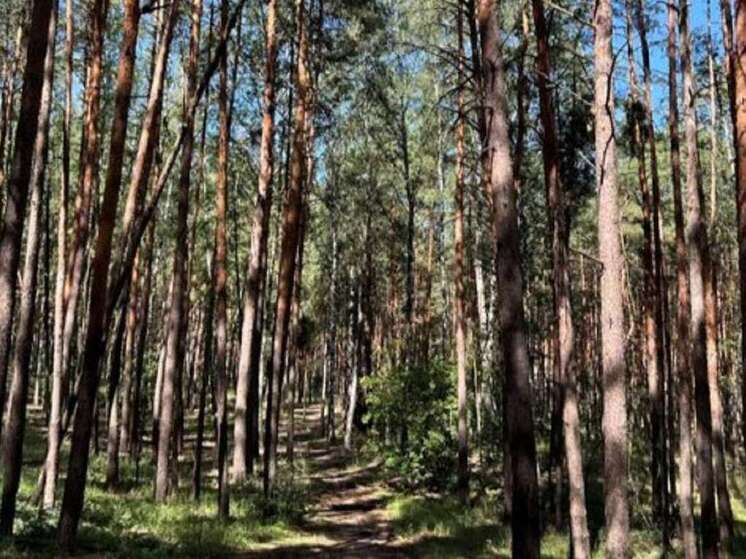 Новый памятник природы «Таврово» появится в Воронежской области