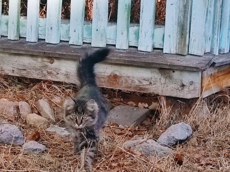 Кошек благотворительного фонда «Собака Счастья» в Улан-Удэ стошнило кормом «Мираторг»