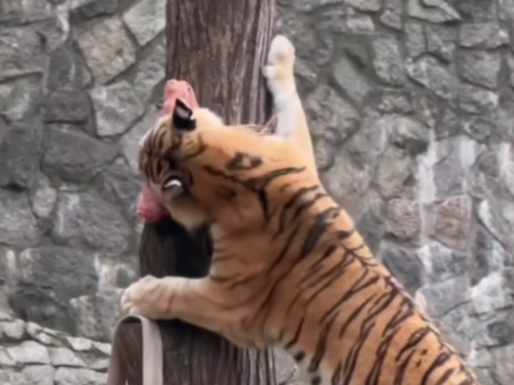 Амурский тигр из Ленинградского зоопарка съел 58 килограммов мяса за неделю