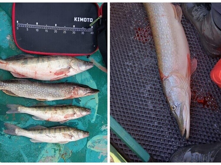 Щука и судак осенью: какая рыба клюет на Дону в Волгоградской области