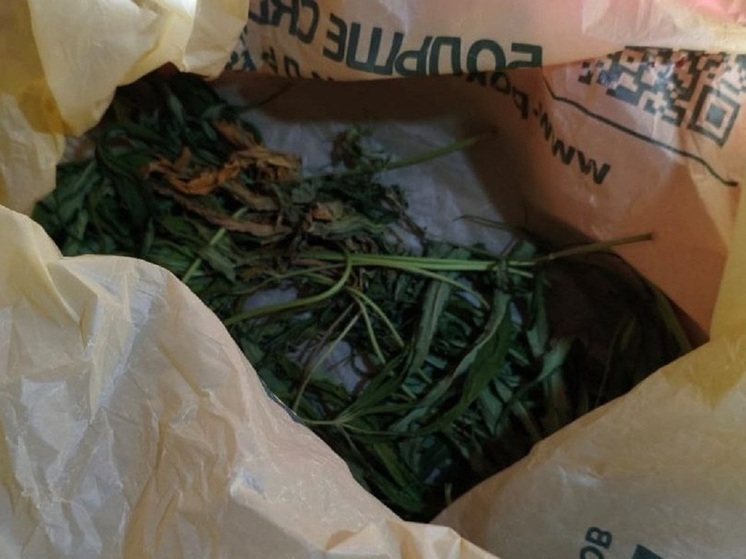 В Волгоградской области будут судить мужчину, растившего коноплю на участке