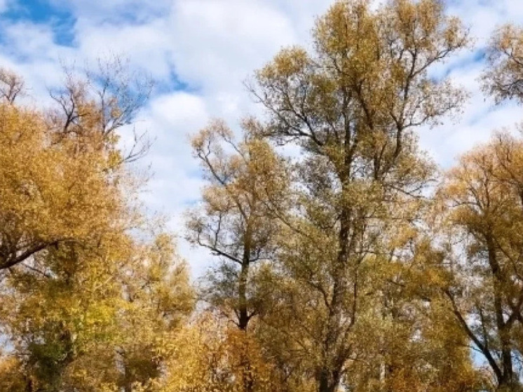 В Новосибирске начали расчистку территории для парка «Усть-Тула»