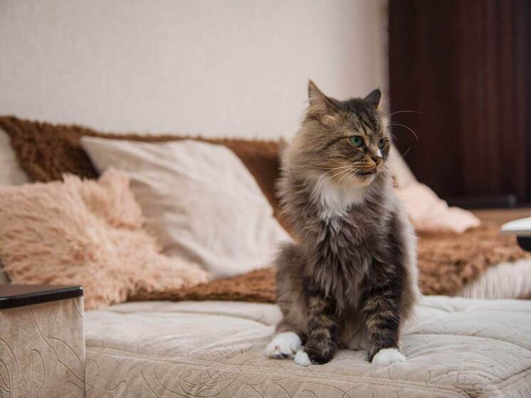 В Астраханской области ввели карантин из-за зараженного бешенством кота