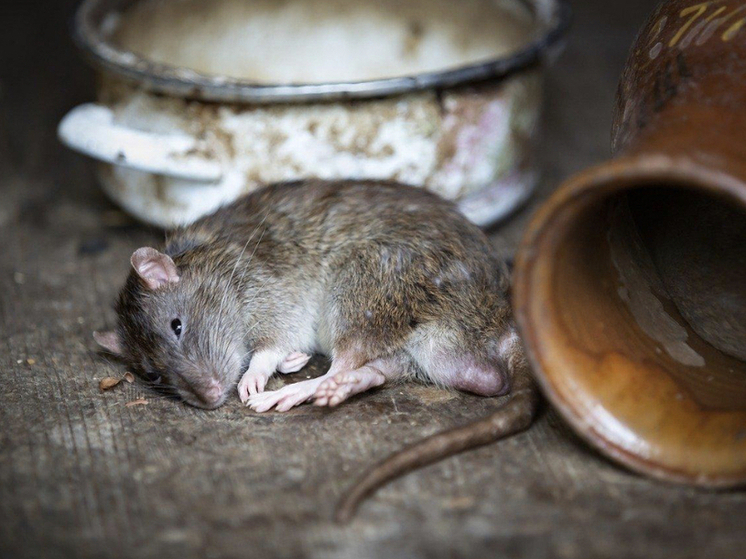 Новосибирские дачники предупредили об активизации крыс и мышей