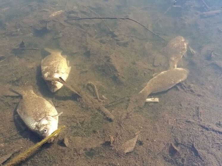 Петербуржцы шокированы количеством гниющей рыбы в Охте