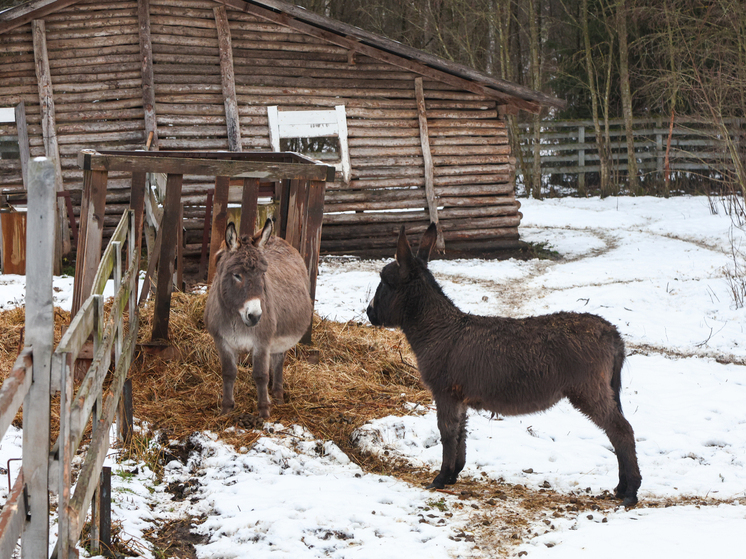 Священник РПЦ резко раскритиковал стремление россиян к материальным благам