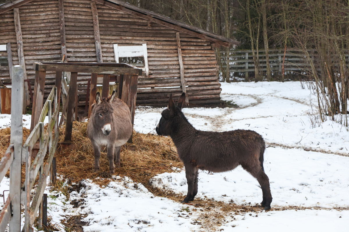 Ruski pravoslavni duhovnik kritiziral materialistične težnje Rusov