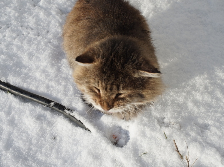 Погода в Поморье: снег и дожди