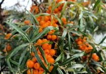 Ярко-оранжевые ягоды, размером едва превосходящие чернику, веками использовались в традиционной медицине, но лишь сейчас западный мир по-настоящему открывает для себя их удивительный потенциал. Так New York Post (статью перевели ИноСМИ) пишет об облепихе, которую за ее многочисленные целебные свойства на Западе теперь называют «сибирским чудом». 