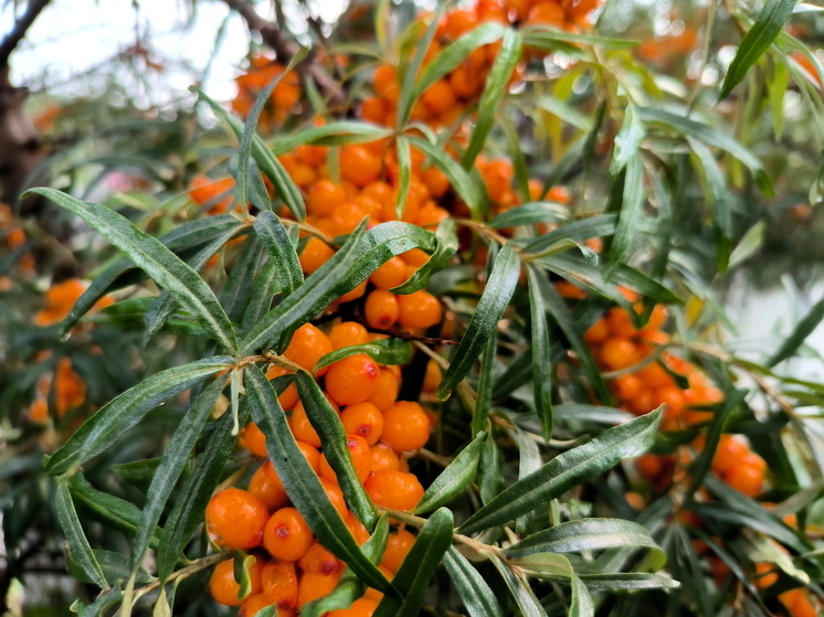 «Сибирское чудо»: облепиха стала на Западе модным суперфудом
