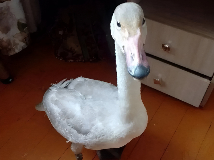 Лебедя, который не смог улететь на зимовку, приютила семья из Забайкалья