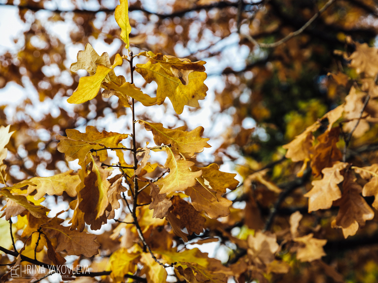 Тепло и без существенных осадков будет в Карелии 4 октября