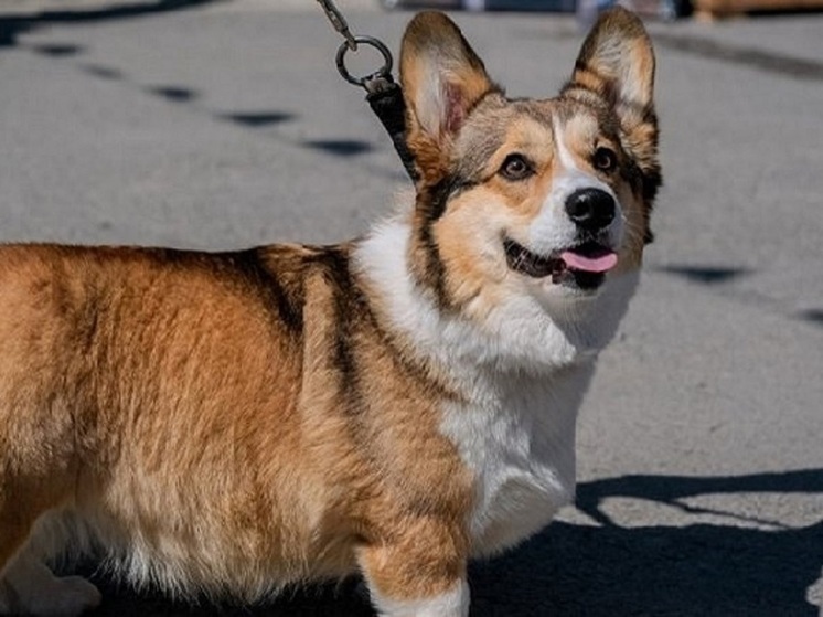 Волгоградцам объяснили, могут ли собаки любить и радоваться