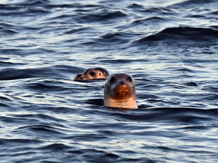Экопатруль зафиксировал массовую гибель тюленей в Казахстане