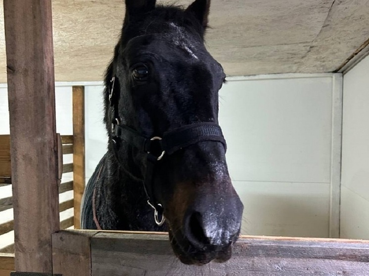 Несколько лошадей перевезены из пони-клуба в Петрозаводске