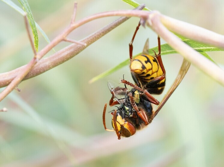Гигантские шершни убили директора школы и его 15-летнего сына