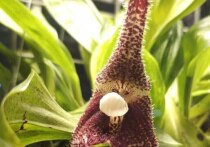 Редчайшая орхидея-вампир расцвела в Москве