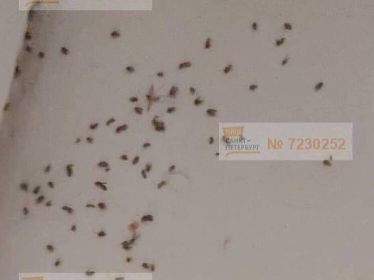 Рой мух поселился в доме на Новочеркасском проспекте в Петербурге