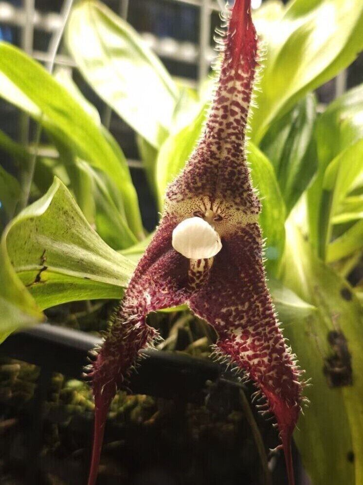 В Москве начала цвести страшная орхидея, похожая на дракона