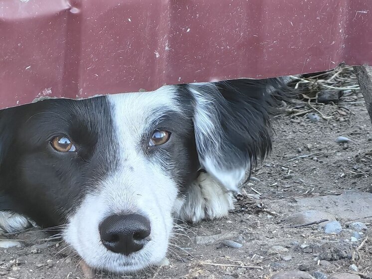 Бастрыкин потребовал доклад о безнадзорных собаках в деревне Новое Девяткино